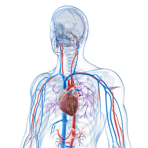 Cardiovascular Conferences Beaumont